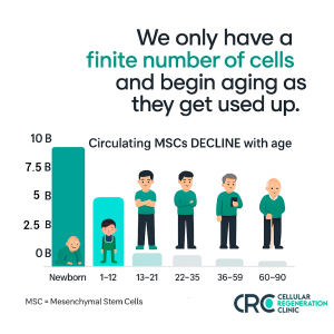 Chart showing how mesenchymal stem cells (MSCs) decline with age from newborn to elderly