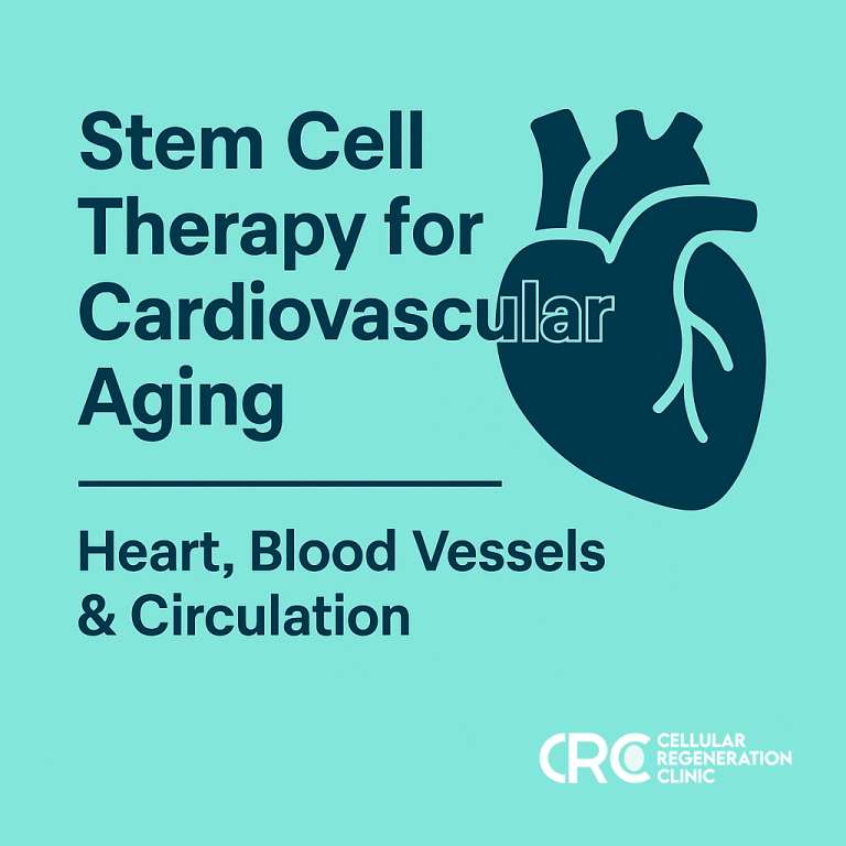 Stem cell therapy for cardiovascular aging – regenerative heart and circulation treatment image
